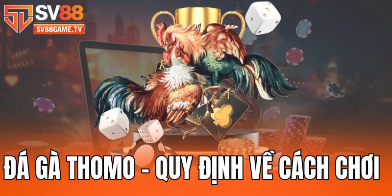 da-ga-thomo-quy-dinh-ve-cach-choi-chinh-xac-trong-ca-cuoc