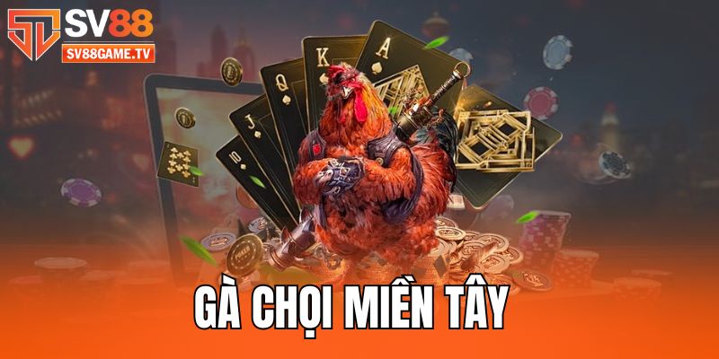 Gà Chọi Miền Tây - Ưu Điểm Hấp Dẫn Và Các Quy Định Cơ Bản